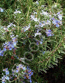 Rosmarinus officinalis                            